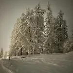 Larice